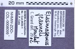 Etiketten zu Elasmosomus jeanneli (NHMW-ZOO-COL-0008099)